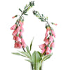 Digitalis Purpurea