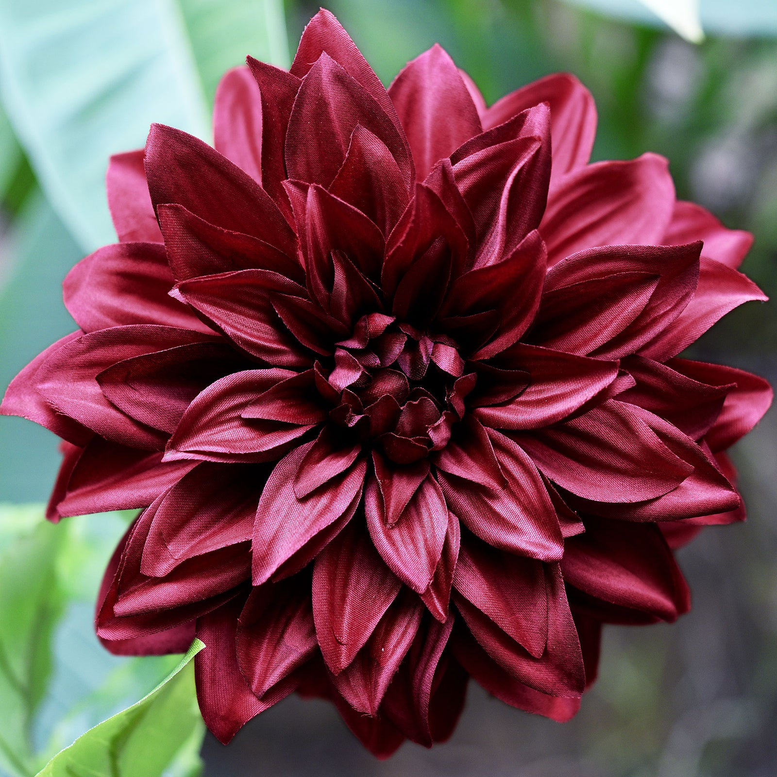 FiveSeasonStuff Artificial Flowers Dahlia Silk Flowers for Outdoors Indoors and Tall Vases (Merlot Red)