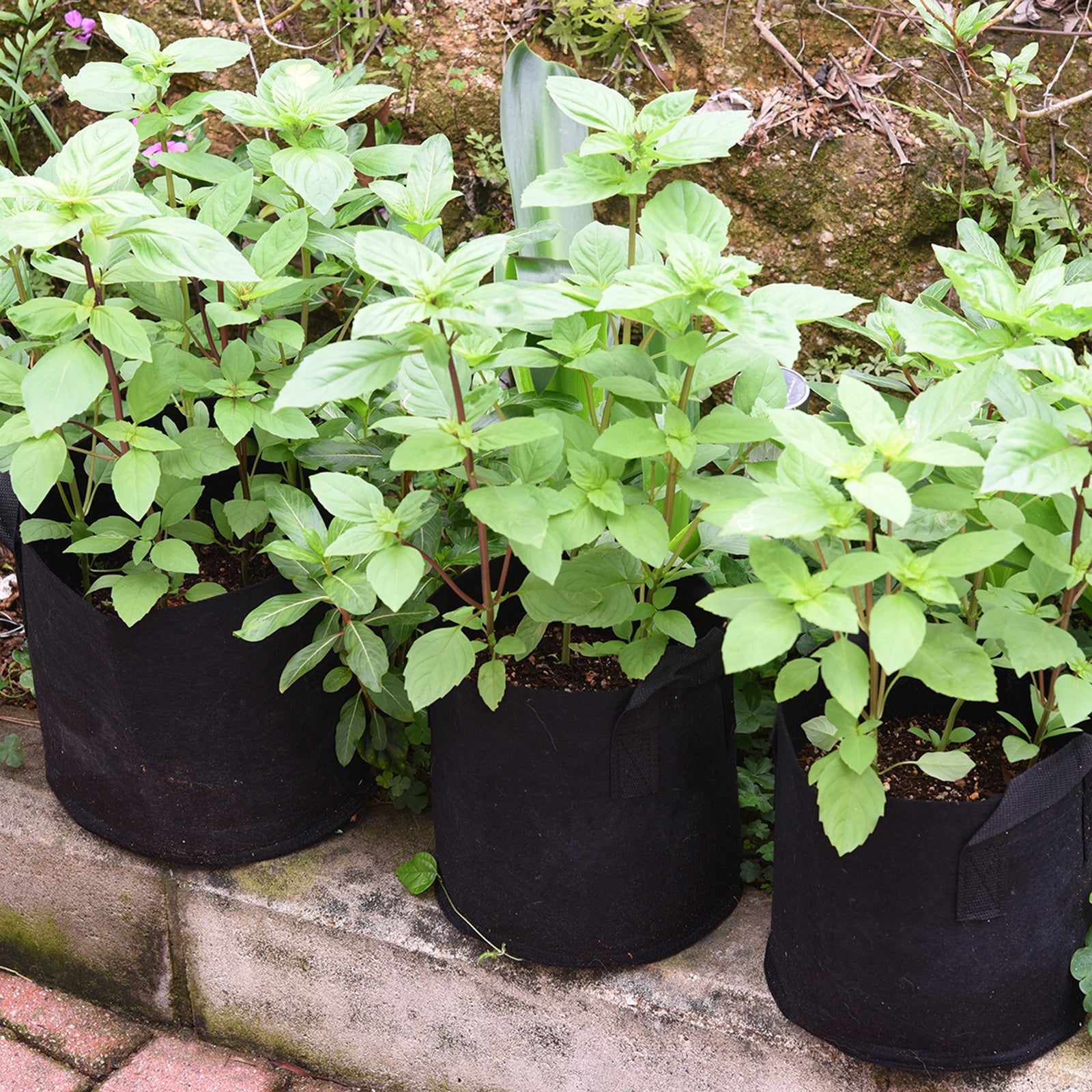 Black 2-gallon fabric grow bag product detail for patio, greenhouse or garden use.