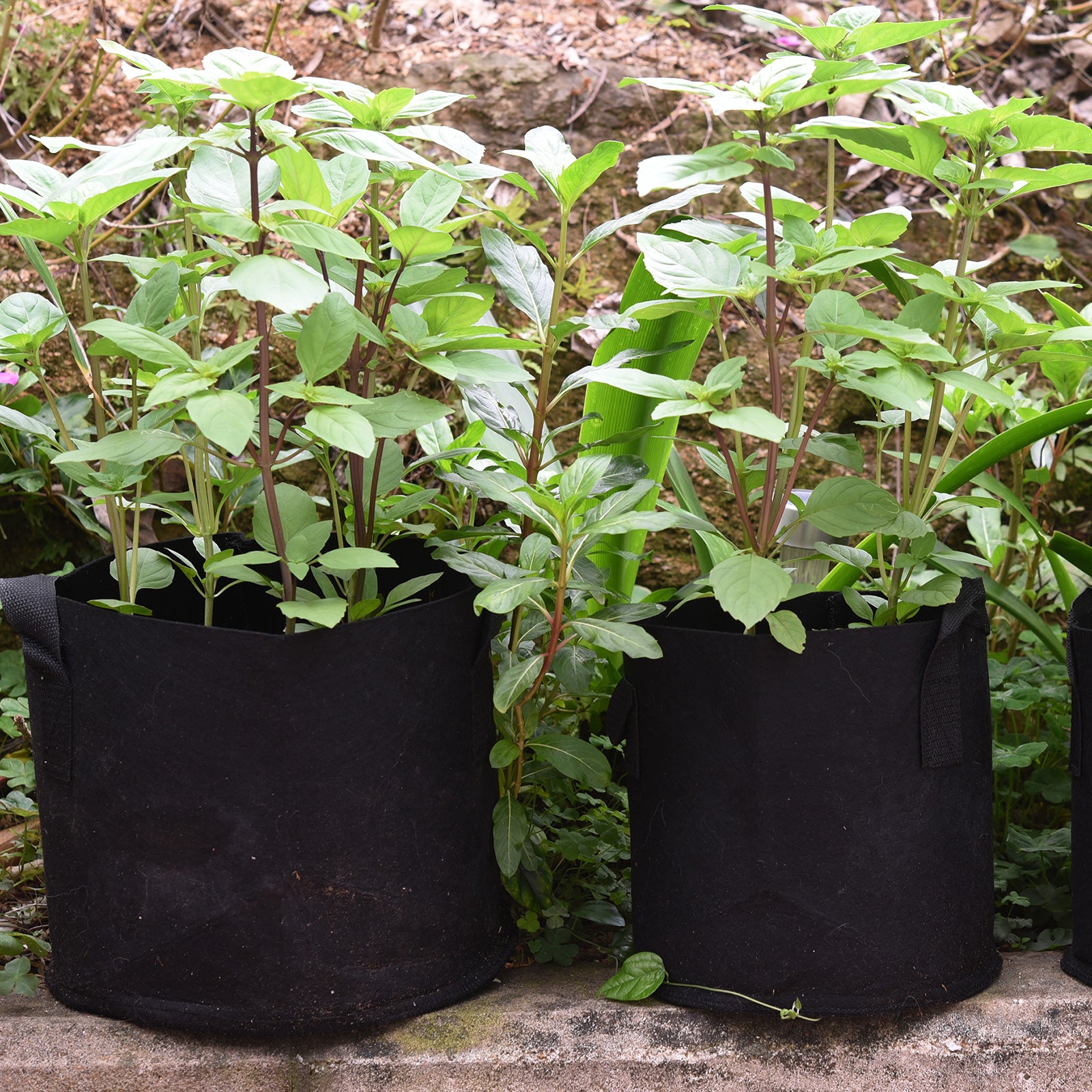 Black 5-gallon fabric grow bag product detail for patio, greenhouse or garden use.