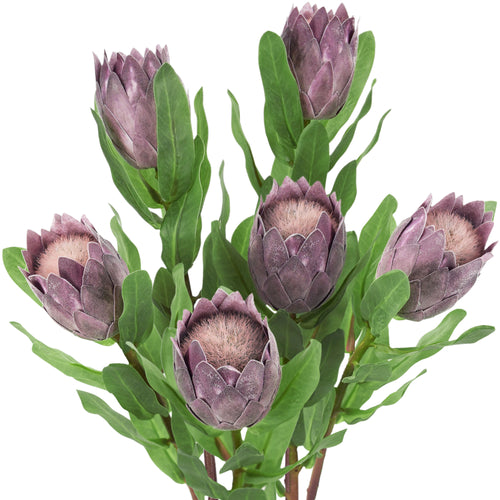 Dusty plum artificial baby protea stems with compact flower heads and green stems.