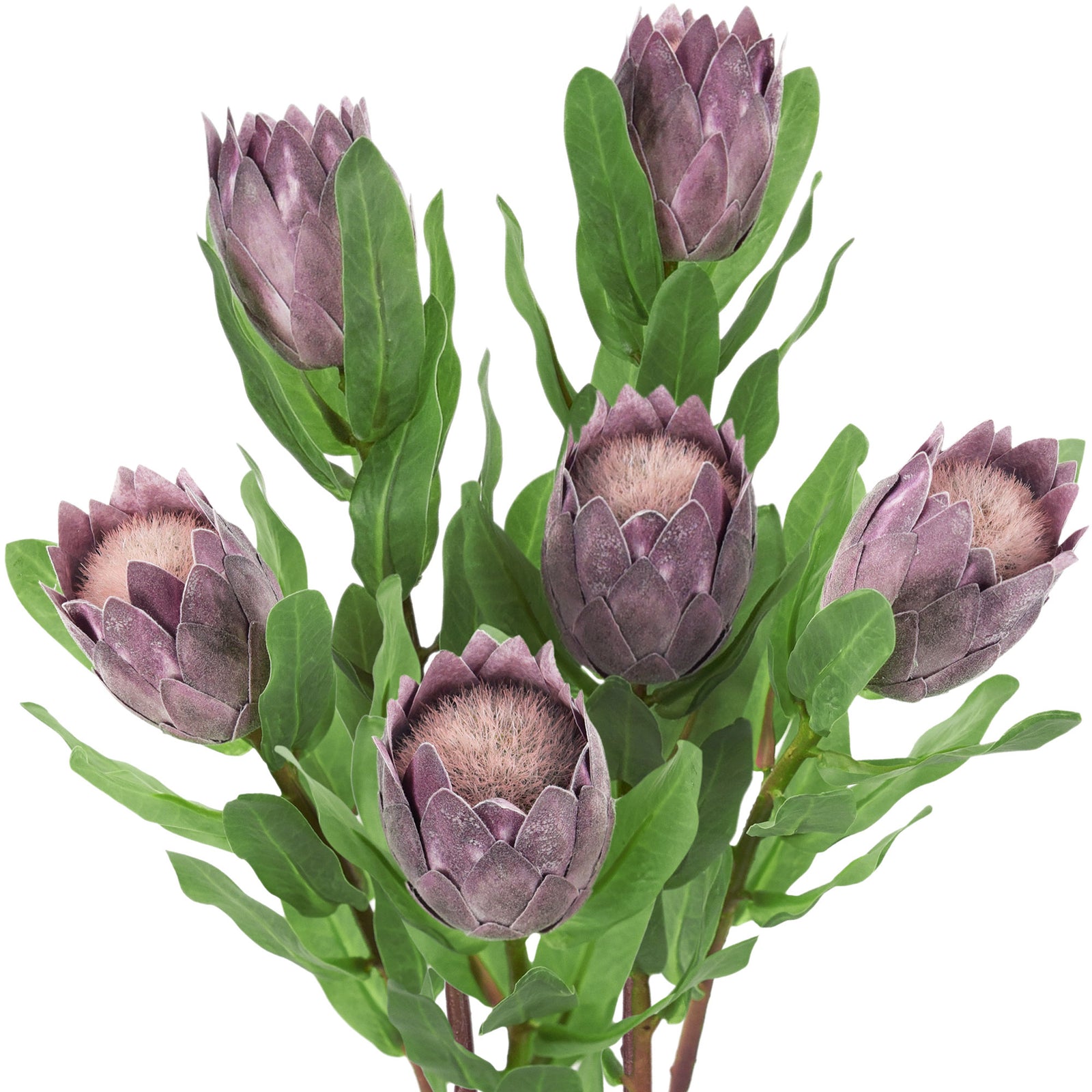 Dusty plum artificial baby protea stems with compact flower heads and green stems.
