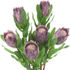 Dusty Plum