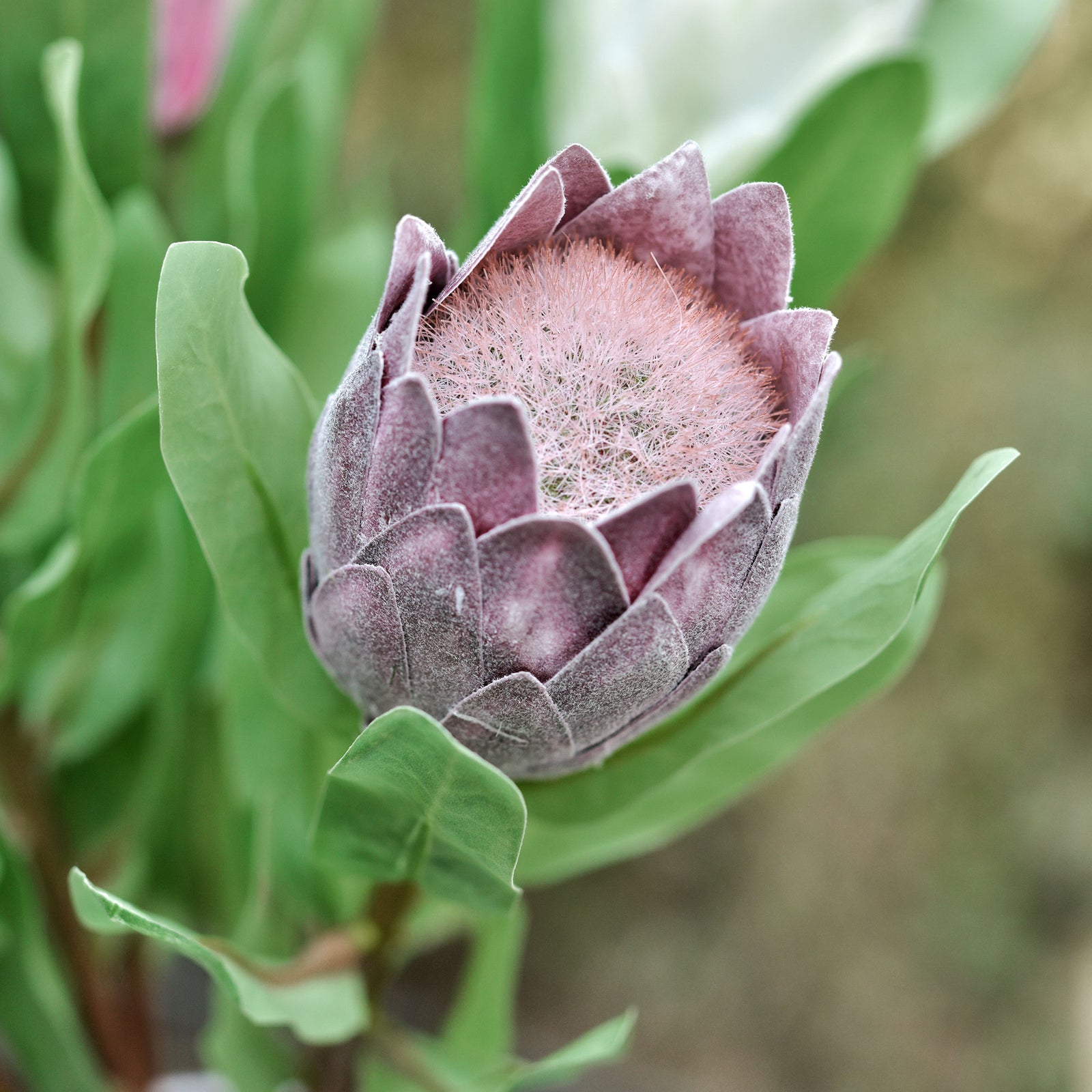 Dusty plum baby protea stems grouped for vase and bouquet arrangement styling.