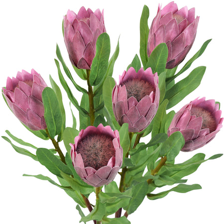 Dusty rose pink artificial protea stems shown together with compact flower heads and green stems.