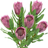 Dusty Rose Pink