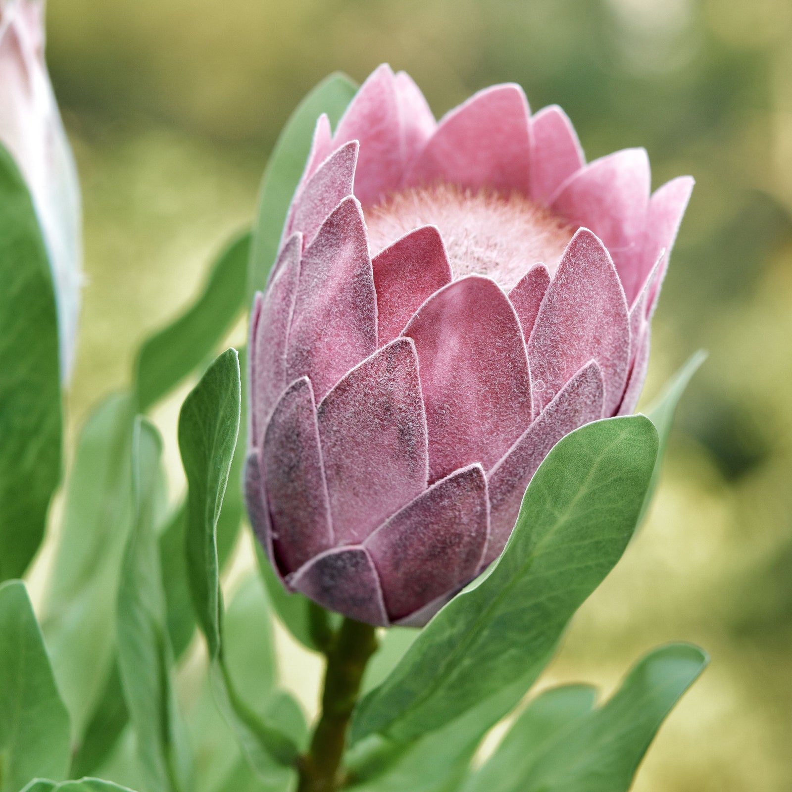 Dusty rose pink protea stems shown in a full artificial flower product view.
