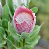 Translation missing: fr.sections.featured_product.gallery_thumbnail_alt
