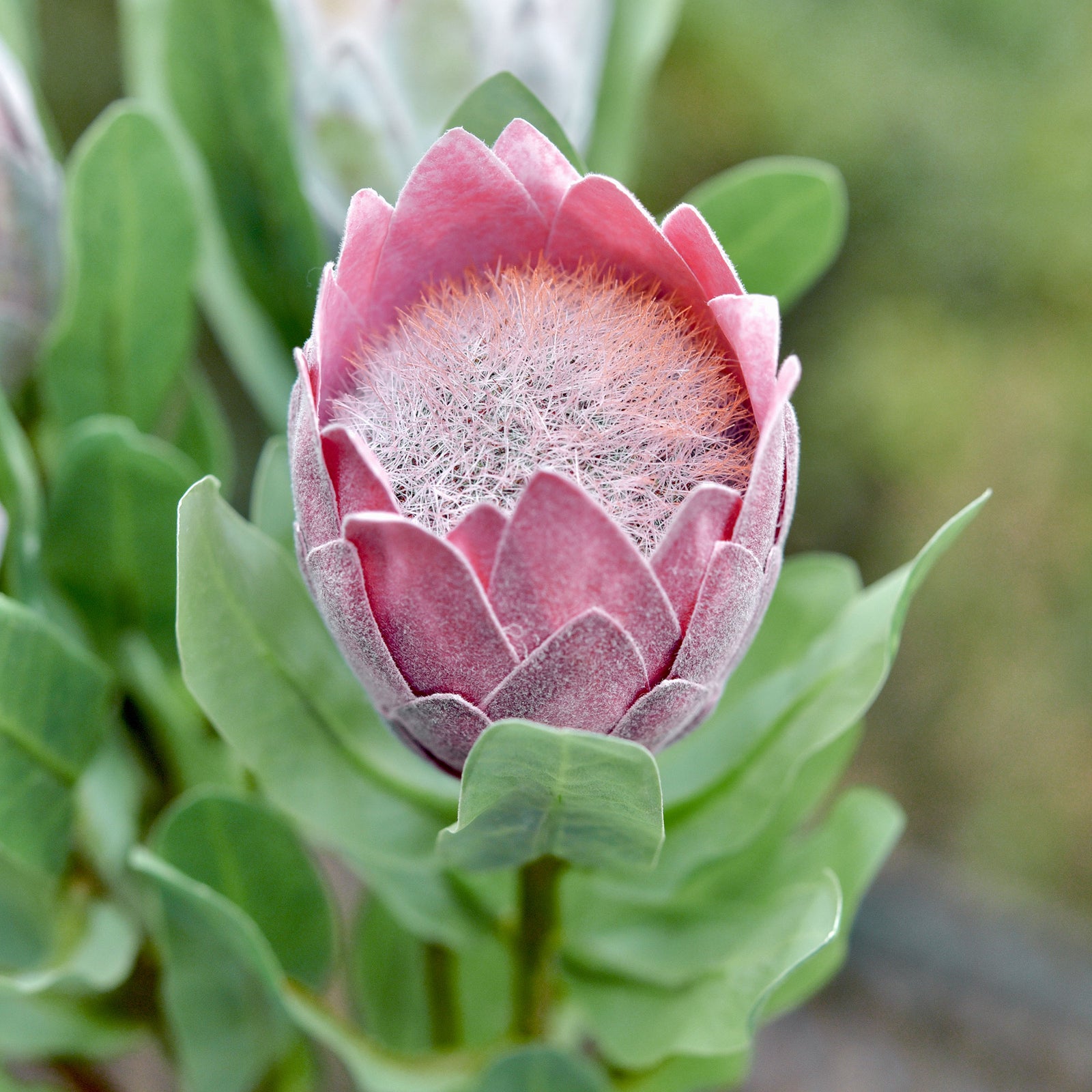 Dusty rose pink artificial protea stems showing compact blooms and green stems.