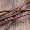 Translation missing: fr.sections.featured_product.gallery_thumbnail_alt
