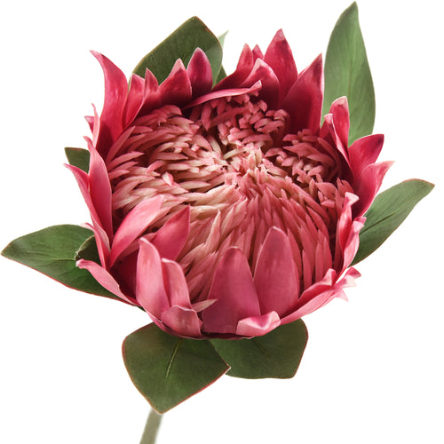 Bulgarian Rose Red King Protea Silk Tropical Artificial Flowers 2.5 feet Tall 1 Stem