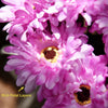 Translation missing: fr.sections.featured_product.gallery_thumbnail_alt
