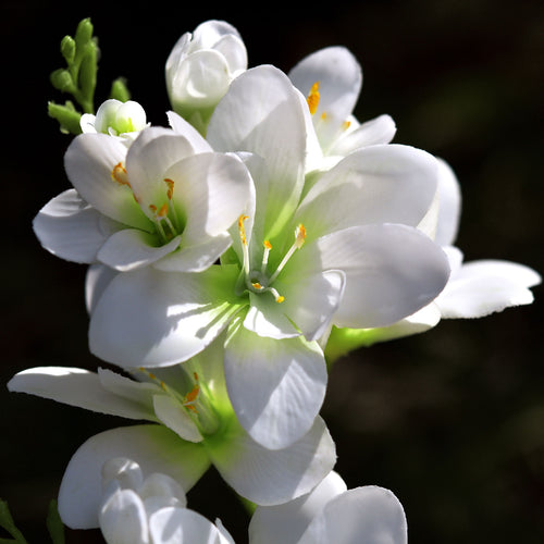 Real Touch Freesia (White) Long Stem Realistic Artificial Flowers, Wedding, Home Decor, Arrangment 6 Stems -FiveSeasonStuff