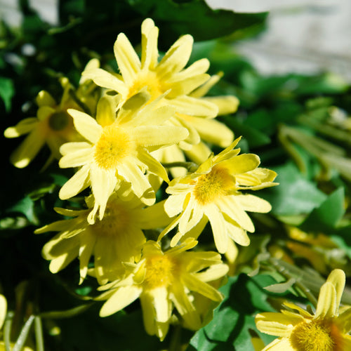 Sunny Yellow artificial daisy bunch shown in an alternate product view for vase styling.