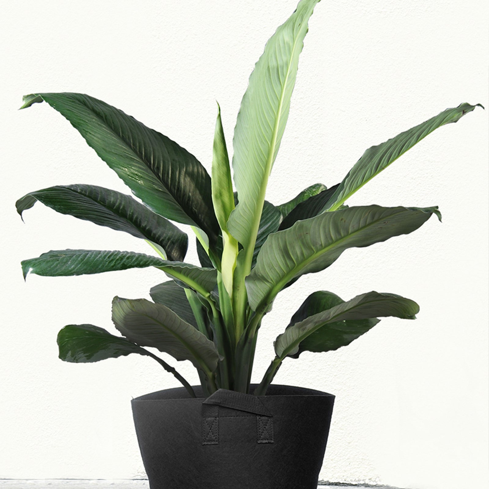 8 Pack 5 Gallons Grow Bags - Breathable Fabric Pots for Healthier Plants Vegetables Flowers – Heavy Duty Thick Containers with Sturdy Handles - Aeration Planters for Smart Gardening (Black)